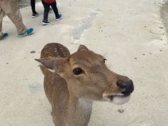 -鹿境梅花鹿生态园区