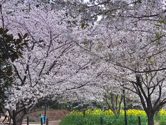 -苏州上方山国家森林公园