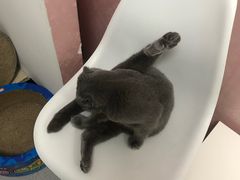 -我爱猫咪·猫咖·狗咖·安哥拉兔·羊驼咖(小寨华旗店)