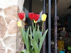 -绝城芋儿鸡(犀浦旗舰店)