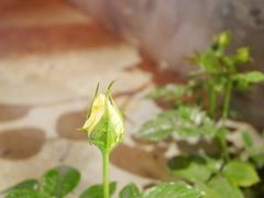 -老味道(田子坊店)