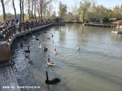 -溱湖国家湿地公园