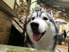 -more than meow吴止猫主题餐厅(承德 中船汇店)