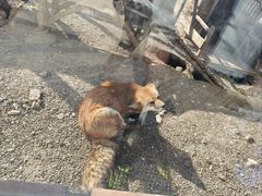 -大青山野生动物园