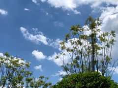 -江门古劳水乡旅游区