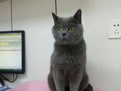 -贝康宠物医院·犬猫全科·小动物特色诊疗中心(东环路店)