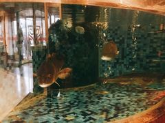 鱼-顺峰海鲜酒楼(省府店)