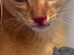 -糯米喵星人总部直营旗舰店·猫舍·幼猫出售