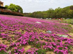 -大塘金香草谷