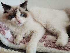-猫腻·猫咖·撸猫馆(星光大道店)