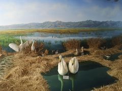 -延庆地质公园博物馆