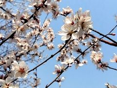 -桃花堤公园