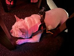 -毛辣果·酸(OHA复兴西路店)