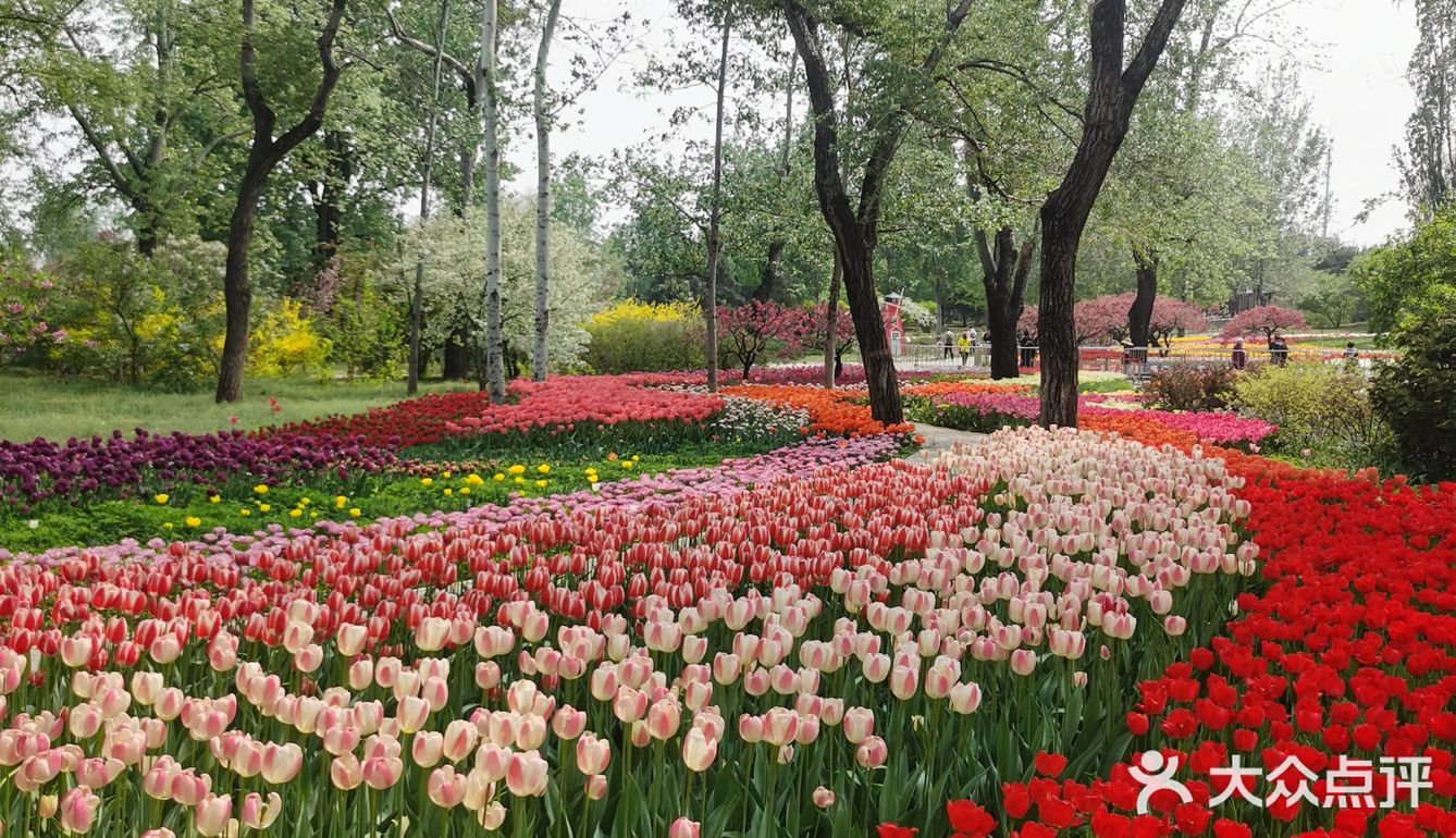 上週日北京植物園南門的8000餘平米的鬱金香園