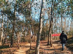 -紫金山山顶公园