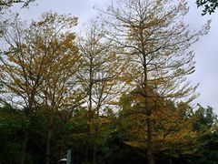 -王借岗森林公园