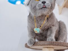 -帕帕拉兹宠物(亚洲旗舰店)