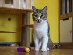 -爱诺耐芙动物医院(万博店)