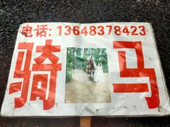 -铁山坪森林公园