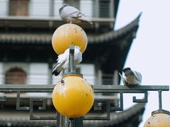 -真如寺