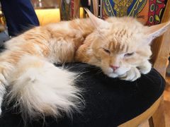 -more than meow吴止猫主题餐厅(承德 中船汇店)