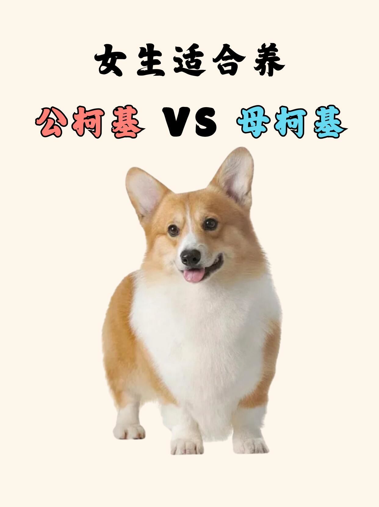 女生更适合养公柯基还是母柯基❓❓