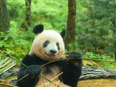 -中国大熊猫保护研究中心雅安碧峰峡基地