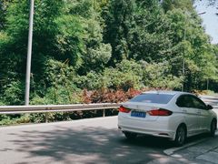 -铁山坪森林公园