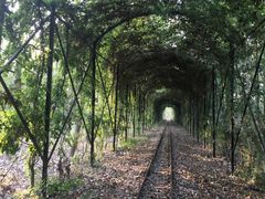 -合肥滨湖国家森林公园