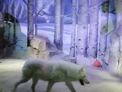 -芜湖新华联大白鲸海洋公园