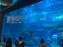 -迪拜水族馆及水下动物园