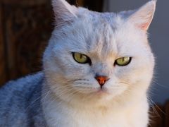 -喵屿·大理花园猫咖