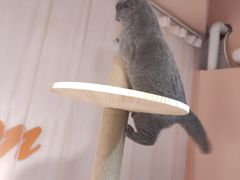 -极木²邸 人与宠物·互动社区