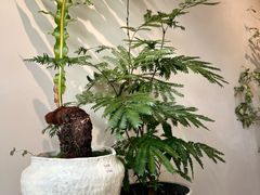-花神·轻食简餐·咖啡馆·花卉绿植(荷兰花卉小镇店)