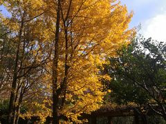 -徐家汇源景区-衡山公园