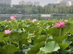 -莲花池公园