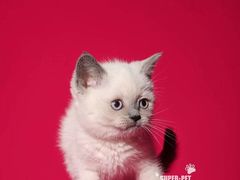 -超宠爱宠物摄影-Super pet