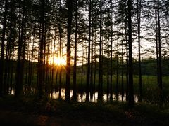 -昆山城市生态森林公园