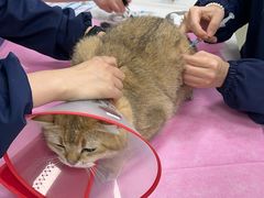 -北京观赏动物医院·24小时大型综合·猫专科·异宠专科