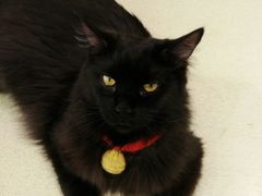 -藏猫猫咖啡主题馆(中央大道店)