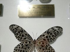 -上海昆虫博物馆