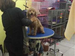 iphone_upload_pic-爱宠屋pet shop·宠物洗澡·宠物美容