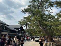 -奈良公园