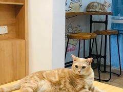 -是阿柴呀！柴犬咖啡·爱喵喵猫咖