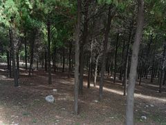 -原山国家森林公园