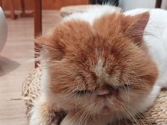 -有猫主题·治愈系猫咖(曾厝垵店)