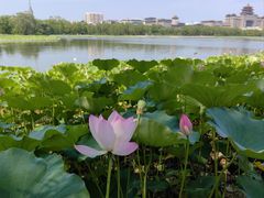 -莲花池公园