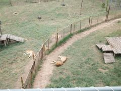 -青藏高原野生动物园