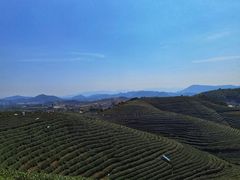 -龙坞茶村
