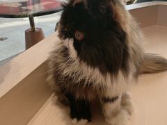 -瞄一喵猫咖(格力海岸店)